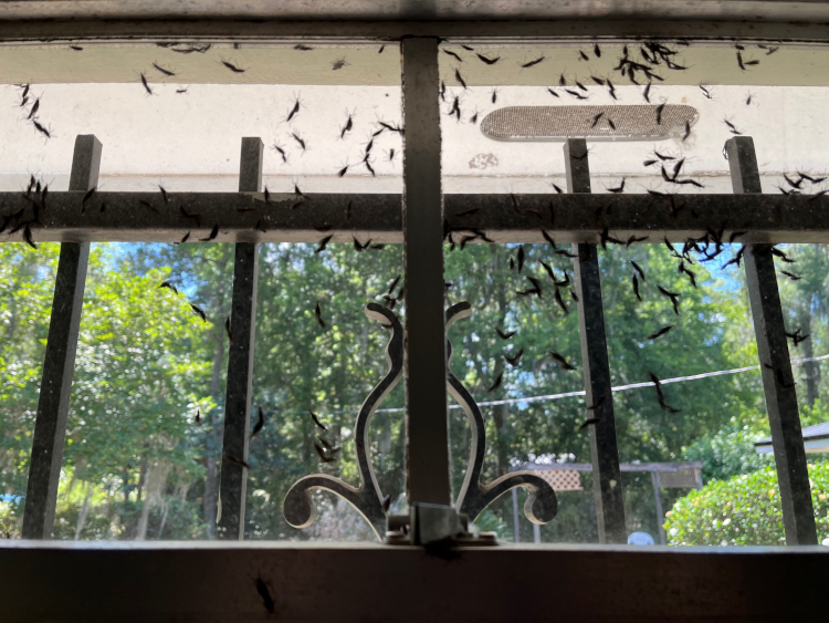 Flies