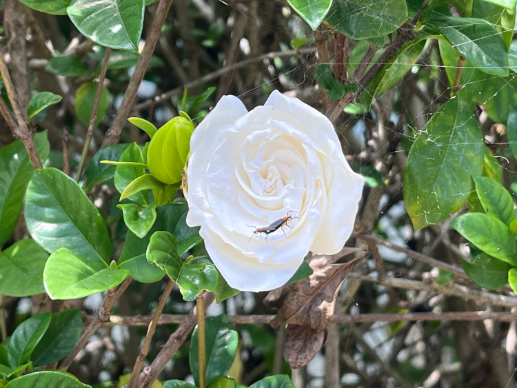 white rose